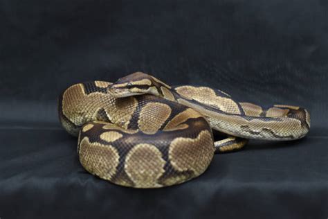 Image result for Reticulated Python Pet
