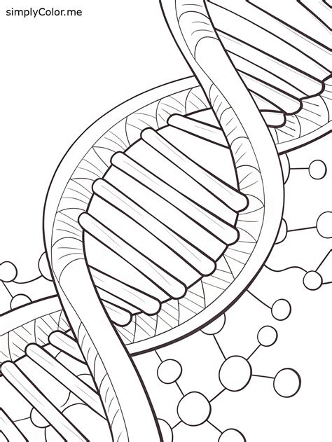 DNA Coloring 的图像结果