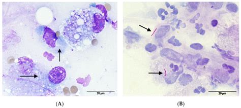 Systemic Mycobacterium kansasii Infection in Two Related Cats