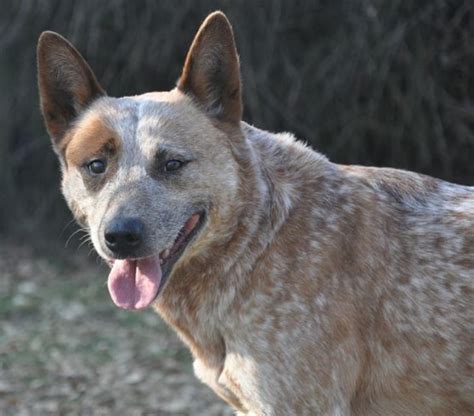 Red Heeler Cattle Dog