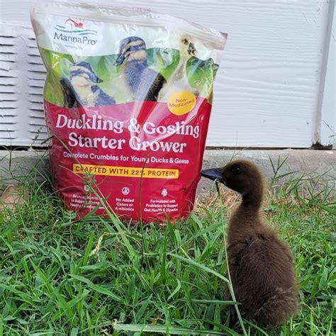 How to Raise Ducklings: A Beginners Guide