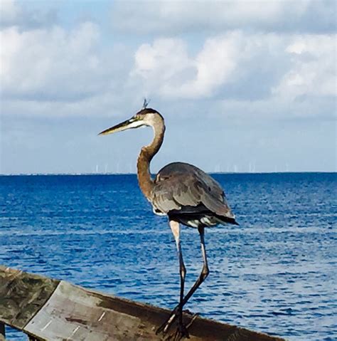 LAGUNA MADRE NATURE TRAIL (Île de South Padre): Ce qu'il faut savoir ...