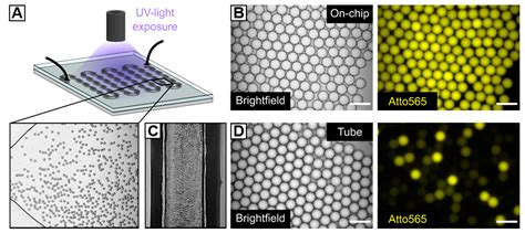 Microfluidic Fabrication of Click Chemistry-Mediated Hyaluronic Acid ...