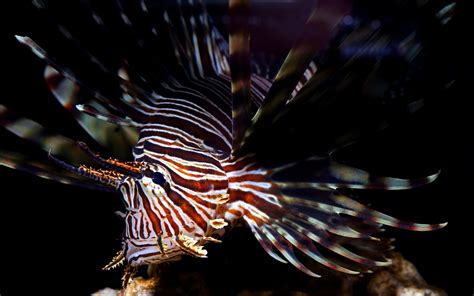Image result for Fish Imafe for Python Code