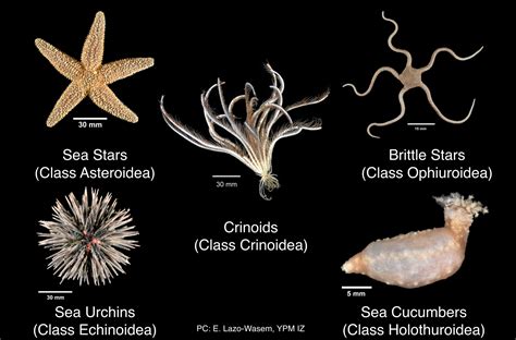Crinoidea Name Meaning