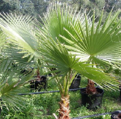 Buy 100 Washingtonia Filifera Seeds – California Fan Palm – Super Fresh ...