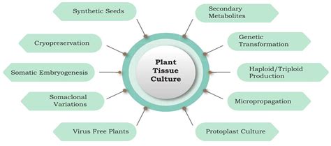 SATHEE CUET: Chapter 07 Plant Tissue Culture