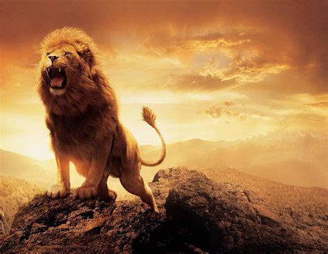 Screaming lion on top of mountain! | Lion wallpaper, Lion live ...