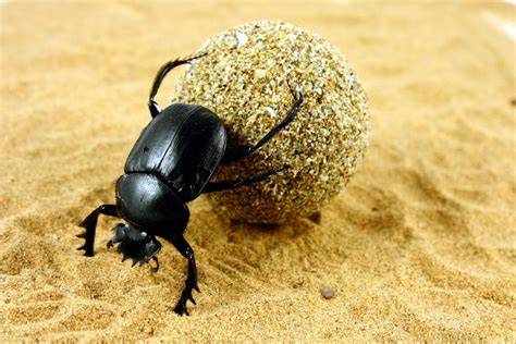 Image result for Step into Debugging