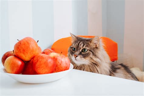 What Fruits Can Cats Eat?