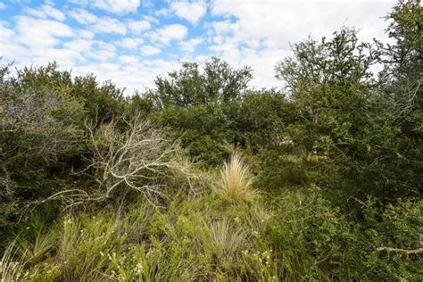 Calden forest landscape la pampa province patagonia argentina | Premium ...