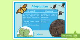 Desert Plant Adaptations Display Poster - Teaching Resource