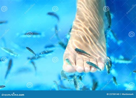 Fish spa stock photo. Image of blue, beauty, kangal, fish - 23700140