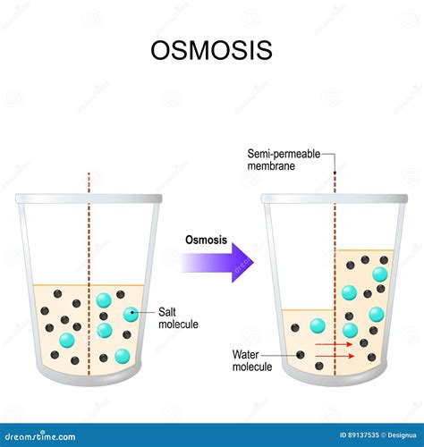 Osmosis. Water Passing through a Semi-permeable Membrane Stock Vector ...