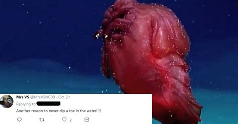 Bizarre Sea Creature Called 'Headless Chicken Monster' Spotted Has ...