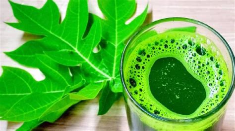 Health Benefits of Papaya Leaf Juice: টাটা বলুন ডেঙ্গিকে! এই সবুজ পাতার ...