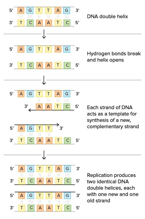 What happens to the molecule of double-stranded dna when it undergoes ...