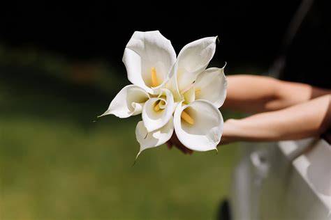 Calla lilies: how to look after them?