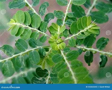 Meniran or Phyllanthus Urinaria Stock Image - Image of plant, beautiful: 255023355