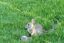 Image result for White Fluffy Baby Bunnies