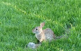 Image result for Adorable Baby Bunnies