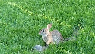 Image result for Angora Baby Bunnies