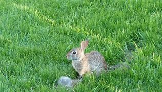 Image result for Cute Fuzzy Baby Bunnies