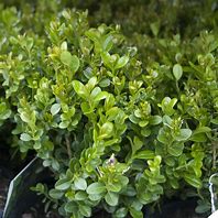 Image result for Buxus Microphylla Baby Gem