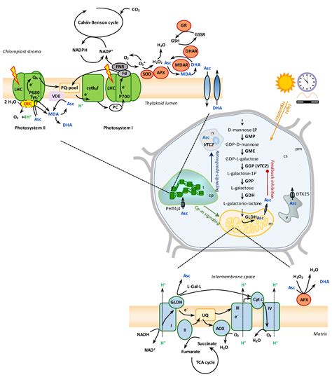 Cytosol In Chloroplast