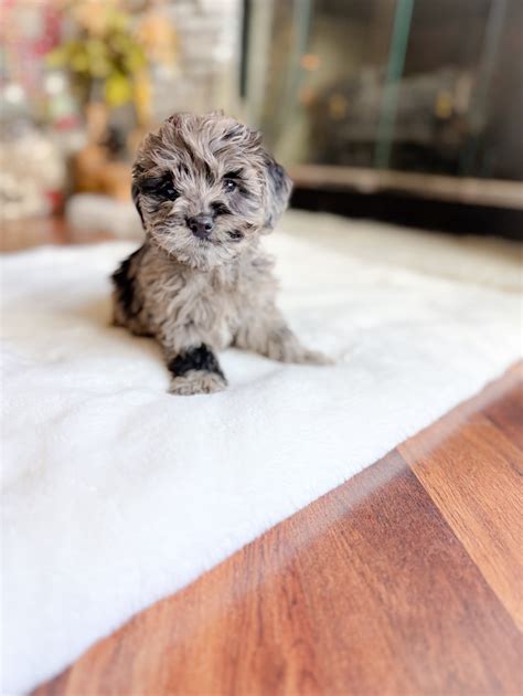 Image result for 30 Pound Cockapoo Dog