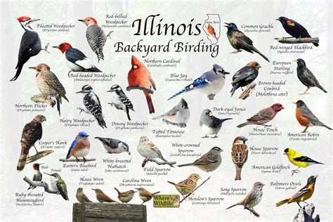 Birds of illinois backyard birding identification picture print great ...