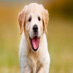 Image result for Alien Walking White Dog