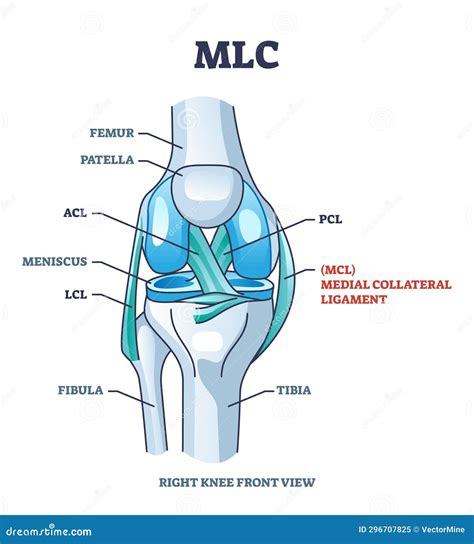 Left Knee Ligaments Diagram