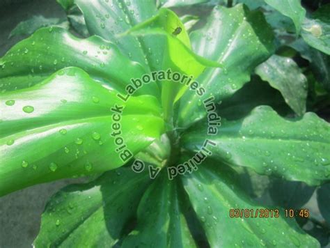 Costus Igneus Tissue Culture Plants Manufacturer, Supplier from Hyderabad