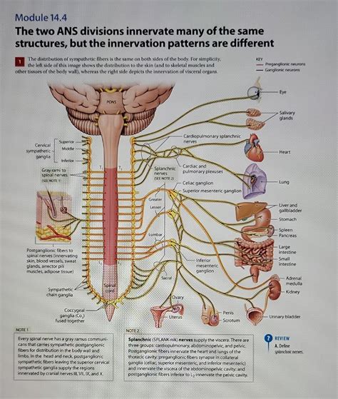 Superior Cervical Ganglion Cadaver