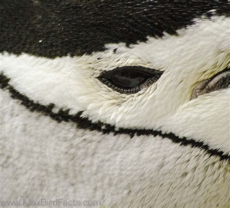 Do Penguins Have Feathers – How to Stay Warm in Antarctic Waters Only ...