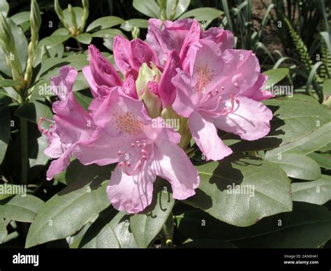 Rhododendron roseum hi-res stock photography and images - Alamy