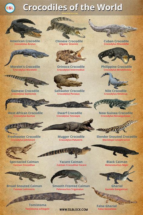 Chart 4: Crocodiles of The World | Crocodiles, Crocodile species ...