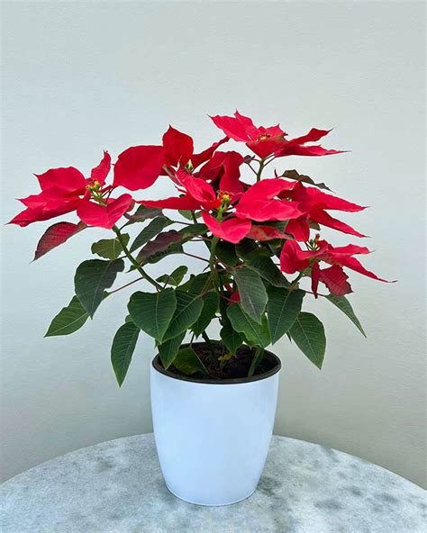 Unlimited Greens: Best online Plant Store in India – unlimitedgreens