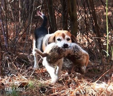 Best Rabbit Hunting Beagles For Sale at Lauren Blackwell blog