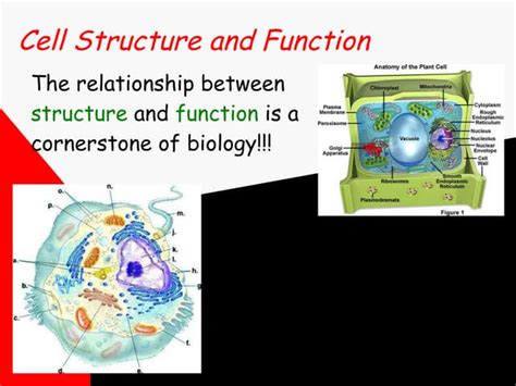 Cell Structure and Function 的图像结果