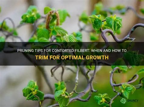 Pruning a Contorted Filbert Tree 的图像结果