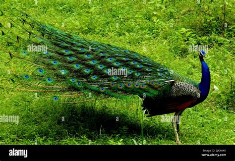 Image result for Python Pygame Catch Games