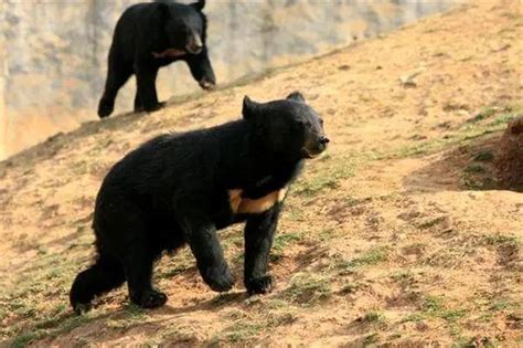 熊出没！黑龙江一地街头发现黑熊