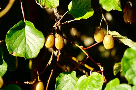 Red kiwi: discover what it looks like, what it tastes like, and why you should try it