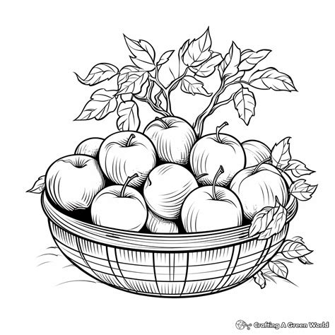 Apples Coloring Pages Apples Coloring Pages » Free & Printable