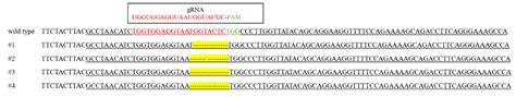 The Creation of a Multiallele Knockout Genotype in Rabbit Using CRISPR ...