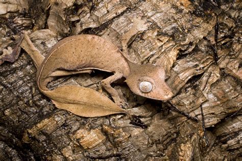 Satanic Leaf-Tailed Gecko Facts