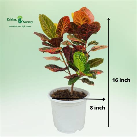 Croton Petra with Pot
