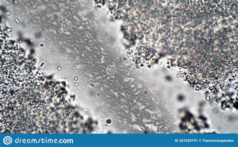 Big Microscope 的图像结果